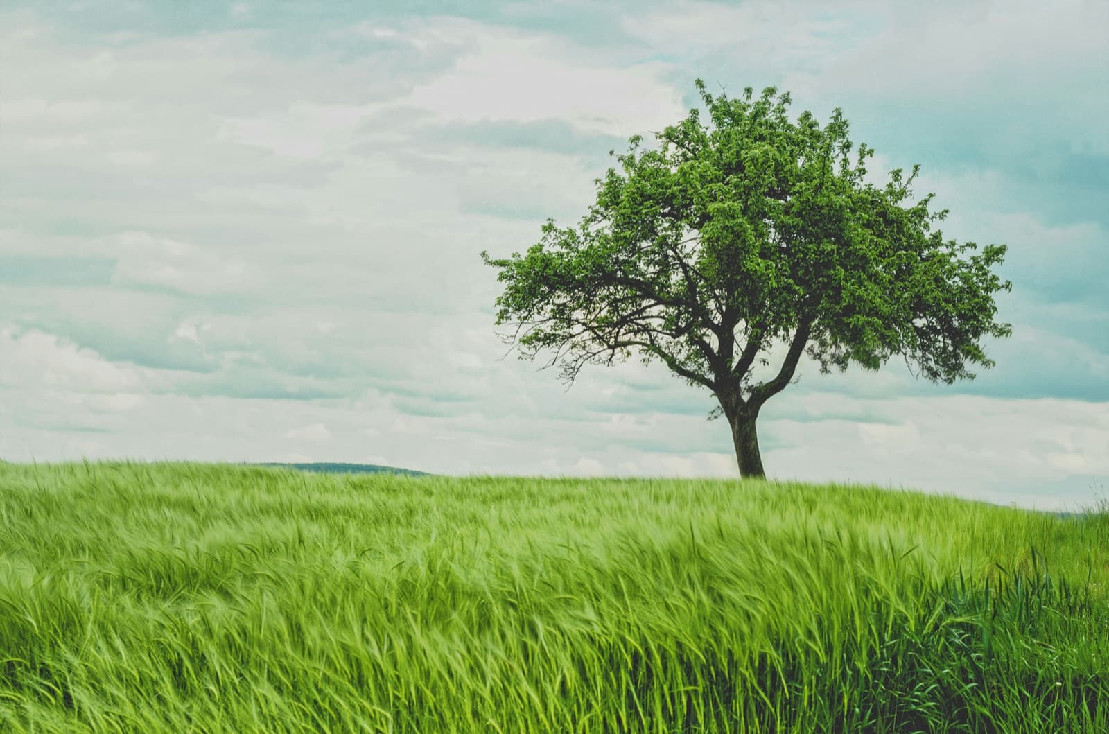 A green tree standing alone in an open green field
